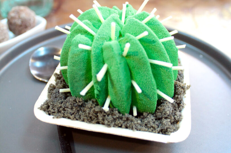 Cactus